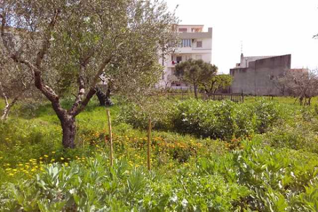 Bitonto, il giardino della Mandragora: �Qui salviamo le piante curative�